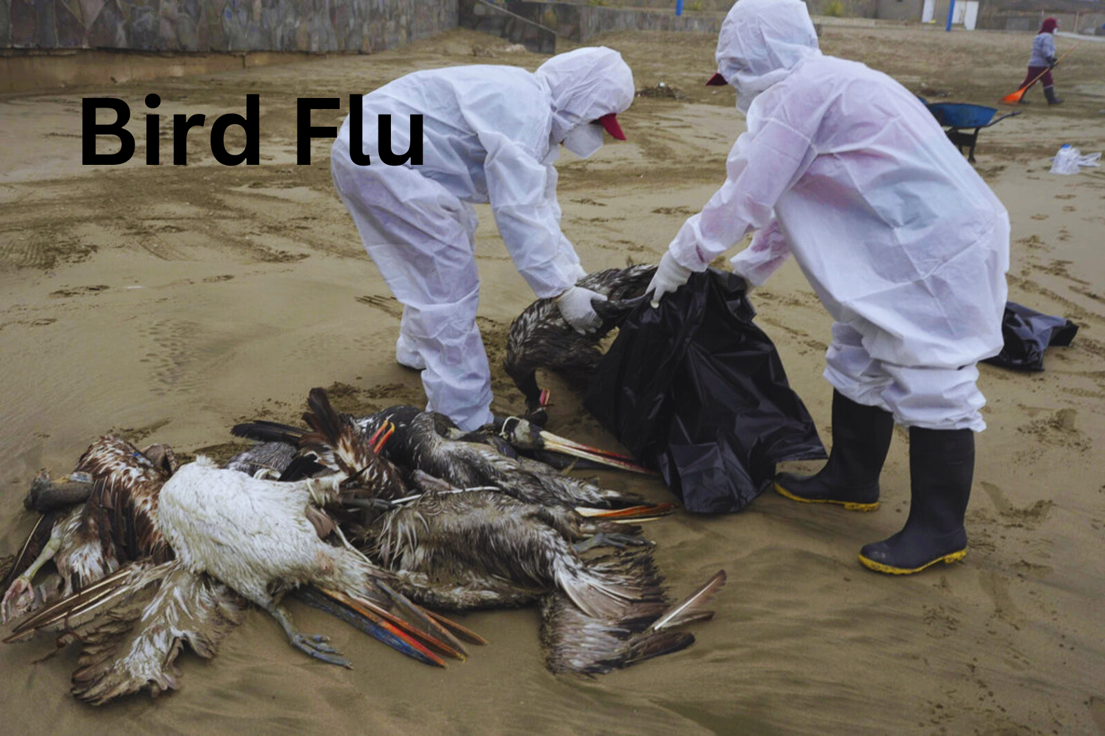 Bird Flu: How Do You Get It