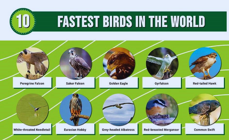 What is the Fastest Bird